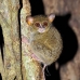 monkey_tarsier_eastern_tangkoko_v_0011_sul1181.jpg